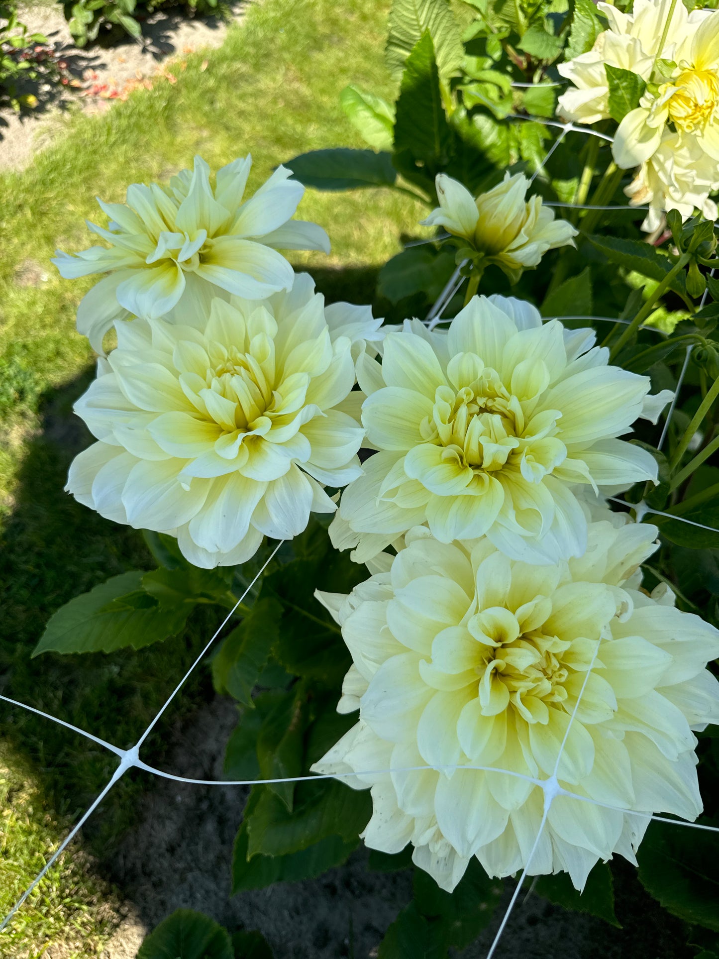 Dahlia Ice Breaker Nyhet!