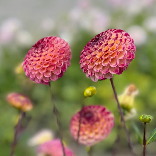Dahlia Ryecroft Blackberry Nyhet!