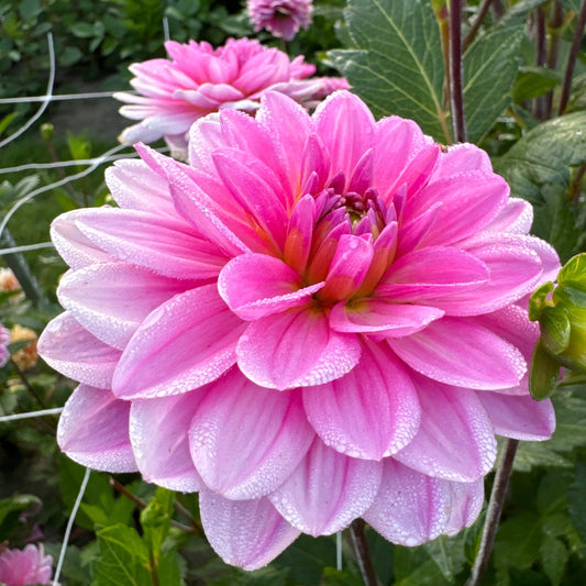 Dahlia Onesta Nyhet!