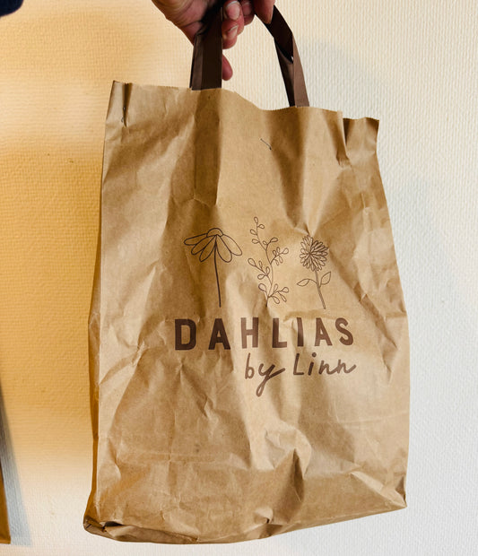 Dahlia Suprise 10st knölar