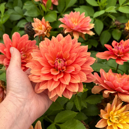 Dahlia Smal Talk LB-108
