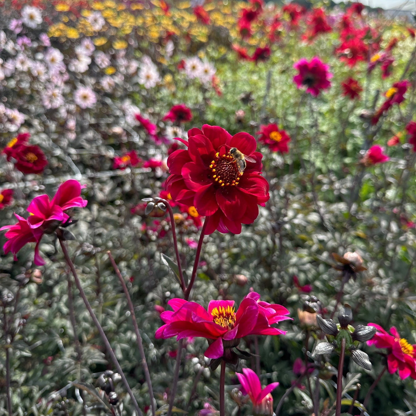 Dahlia Bishop of Caterbury Nyhet!