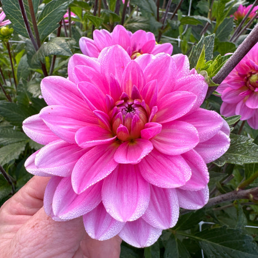 Dahlia Onesta Nyhet!