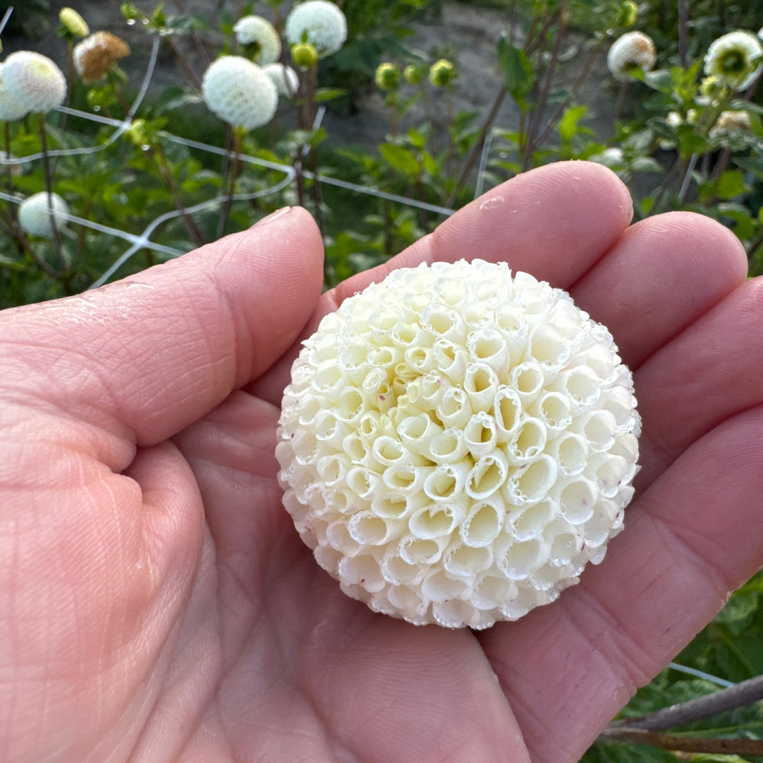 Dahlia Small World