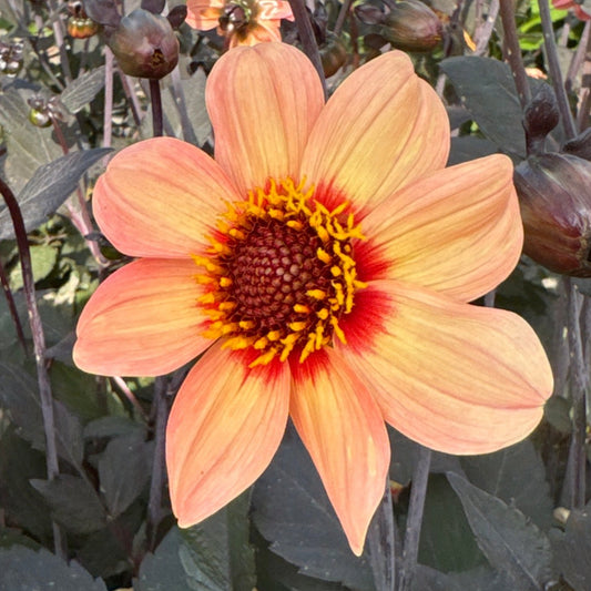 Dahlia HS First Love Nyhet!