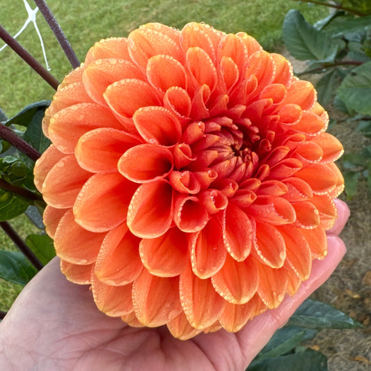 Dahlia Portofino Nyhet!