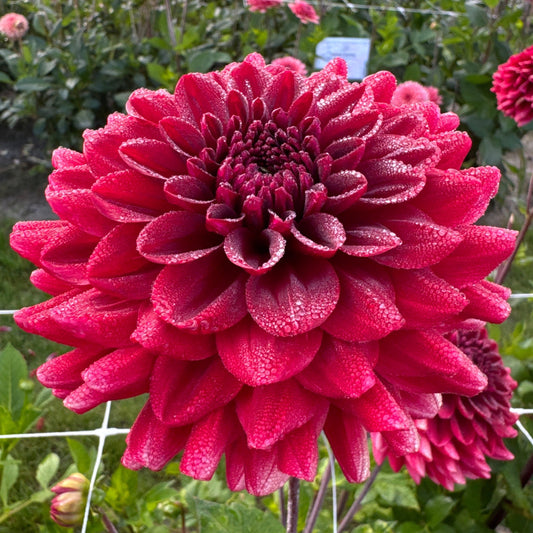 Dahlia Red Runner Nyhet!