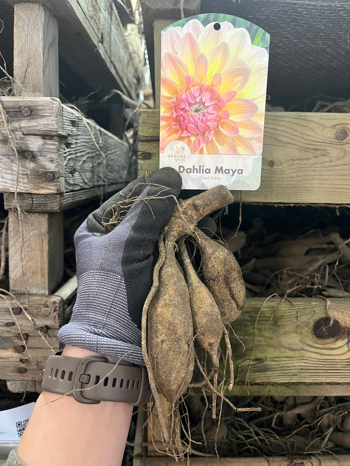 Dahlia Maya UTGÅR!
