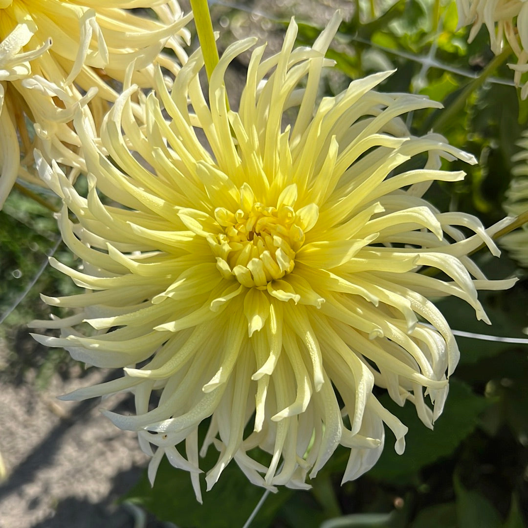 Dahlia Yellow Star Nyhet!