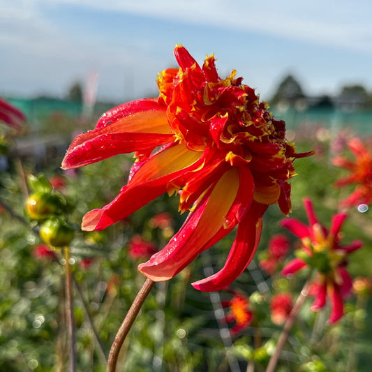 Dahlia Octopus Sparkle