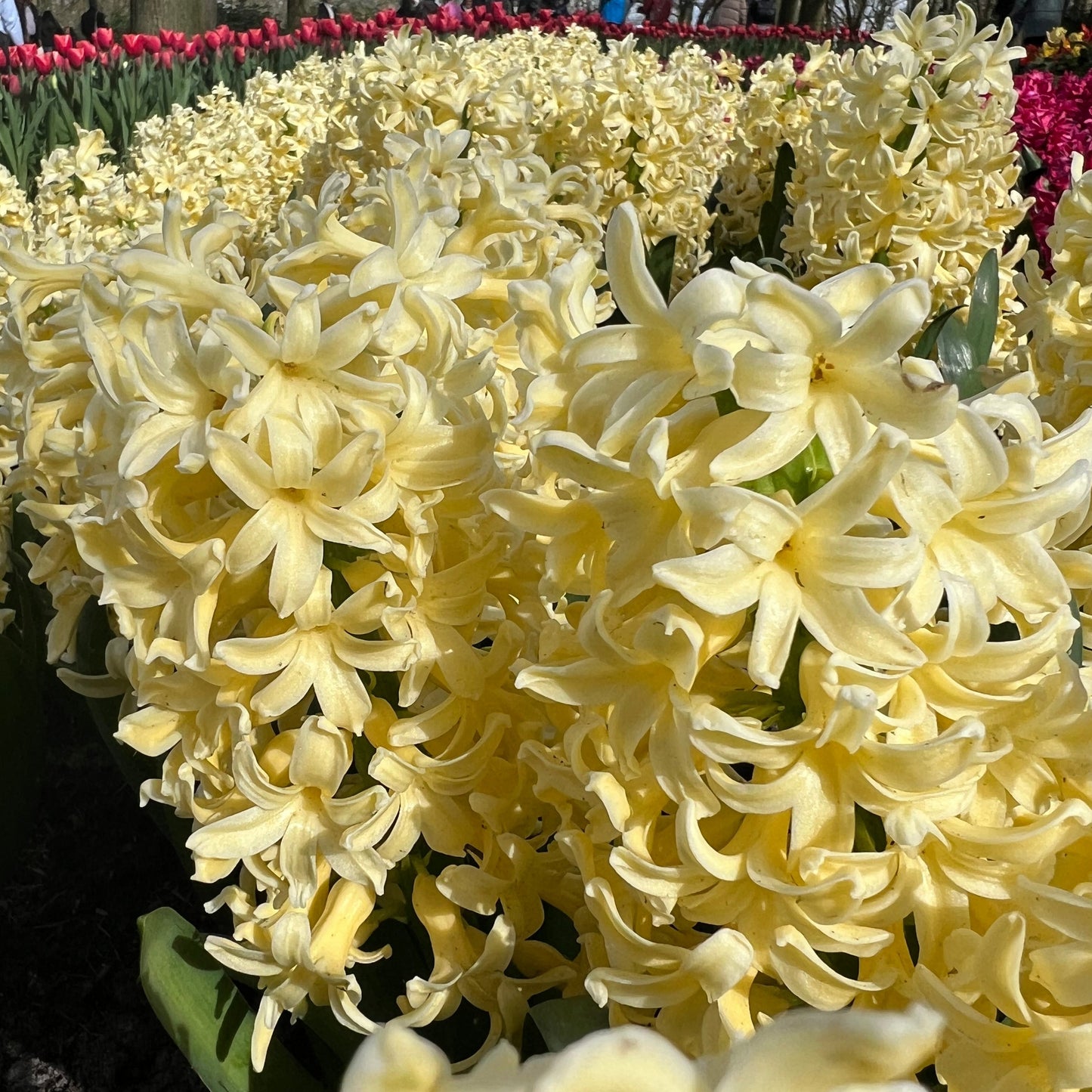 Hyacinthus City of Haarlem 3st