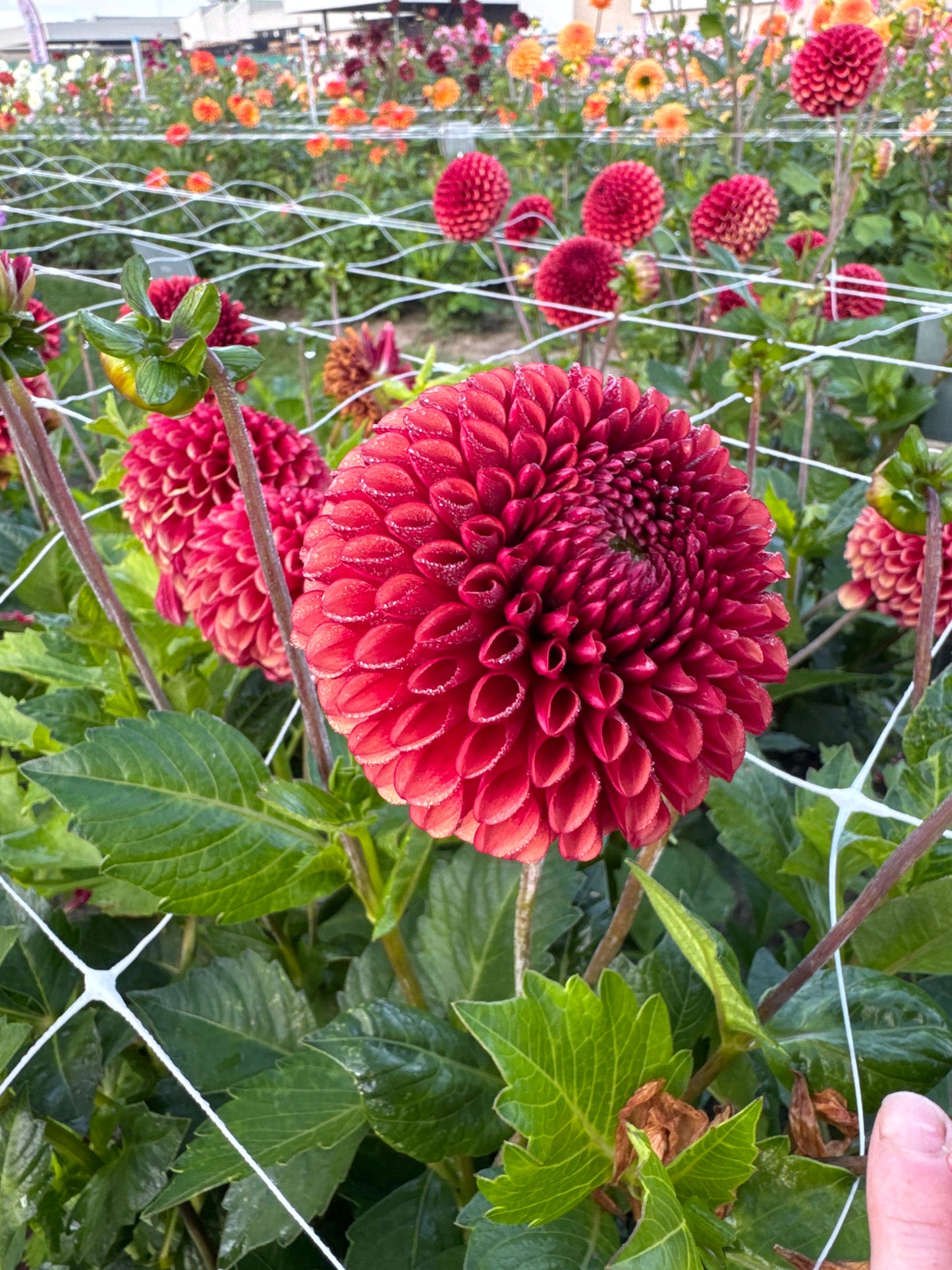 Dahlia Copper Boy