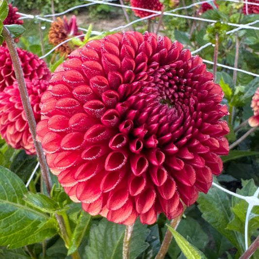 Dahlia Copper Boy