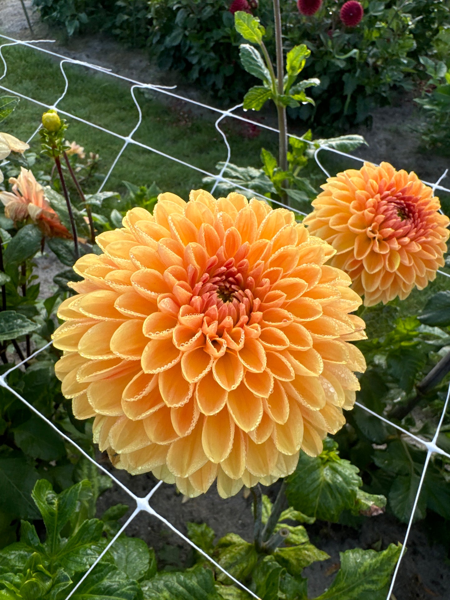 Dahlia Amber Crystal