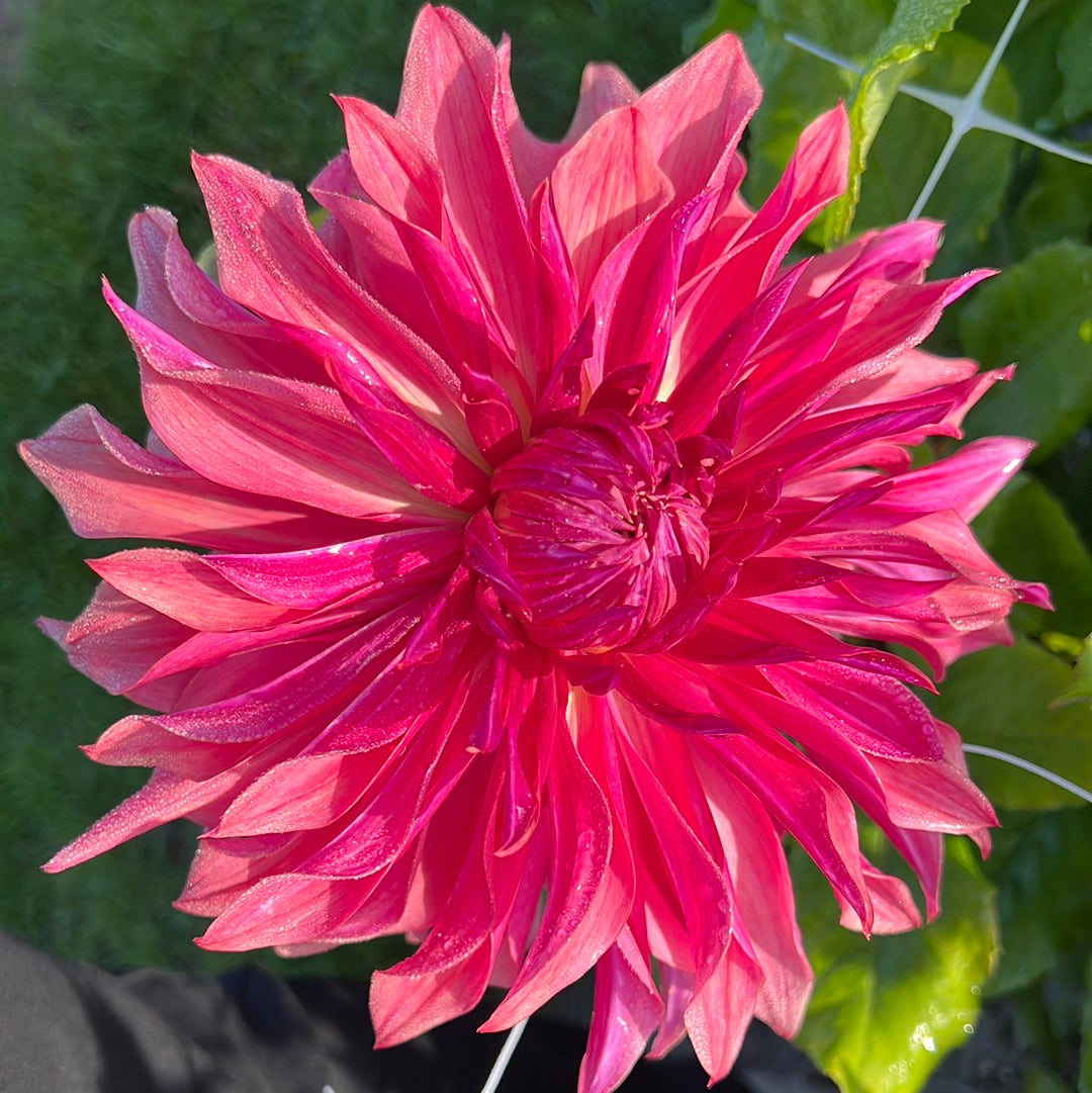 Dahlia Penhill Dark Monark