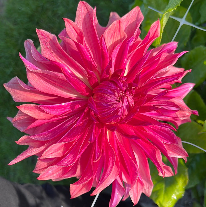 Dahlia Penhill Dark Monark