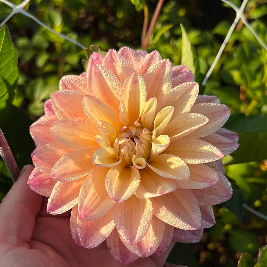 Dahlia Mondriaan
