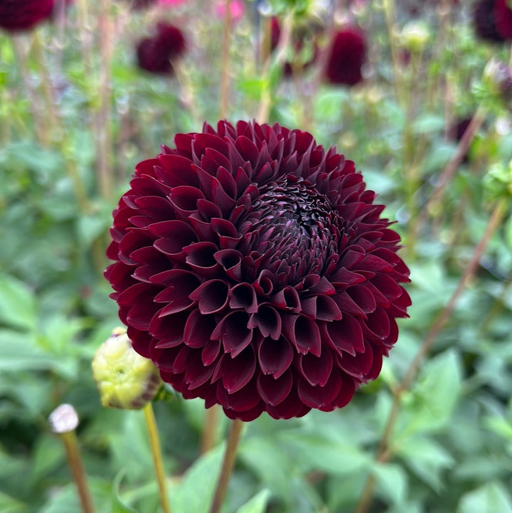 Dahlia Jowey Mirella UTGÅR!