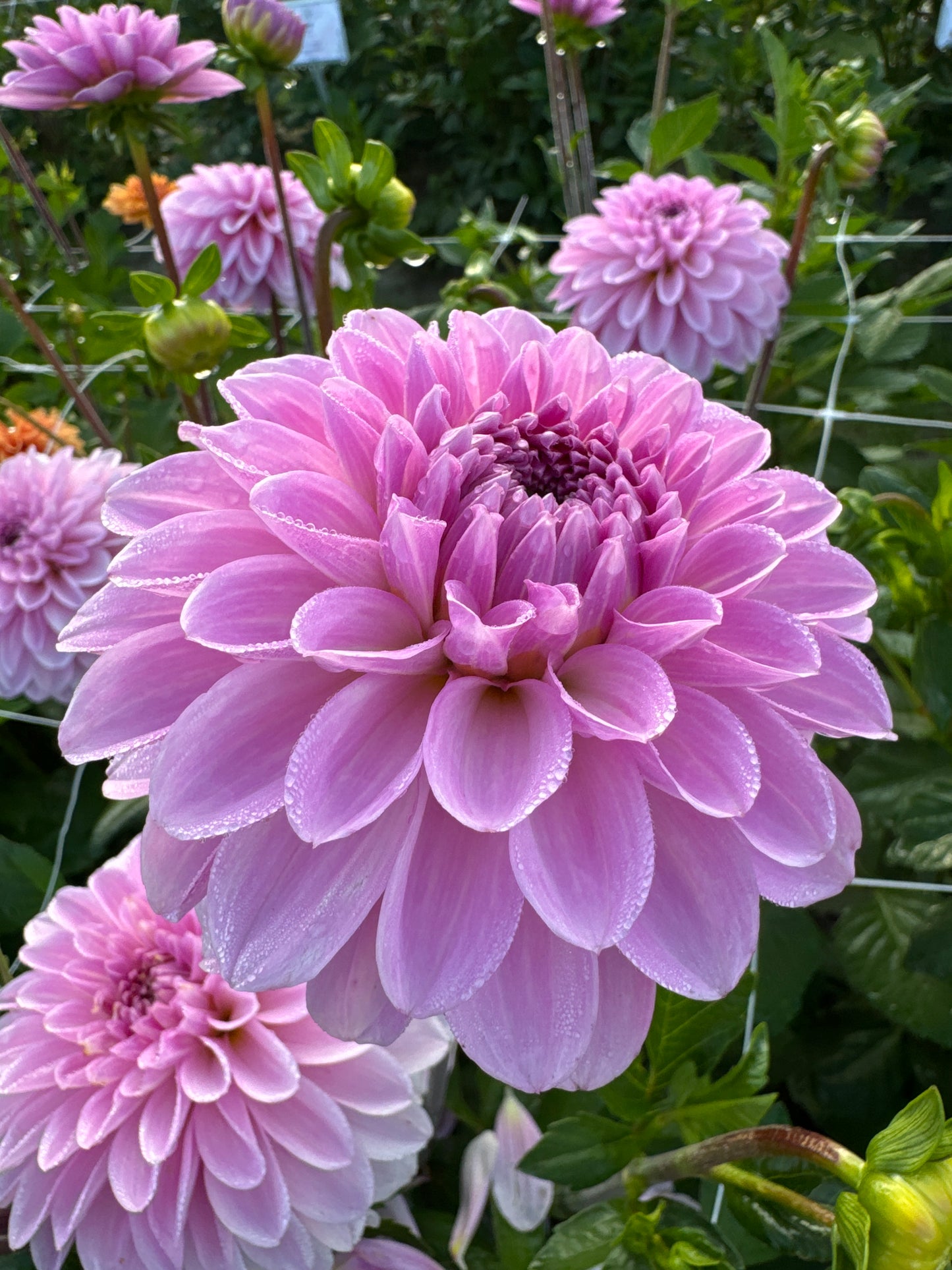 Dahlia Bazuin Lavender