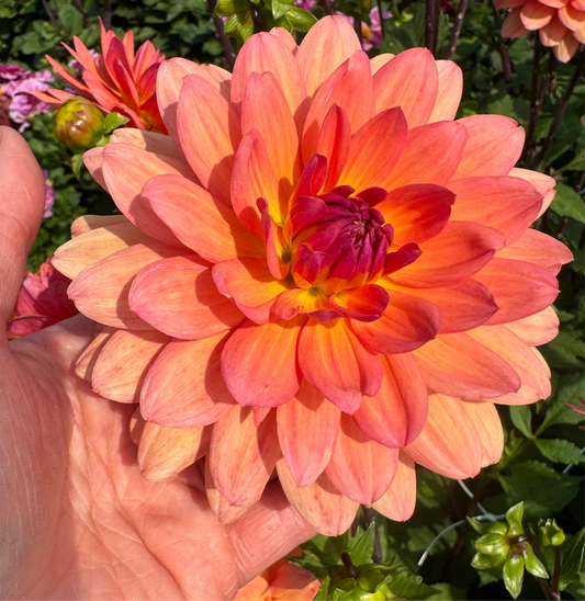 Dahlia Cheerleader Nyhet!