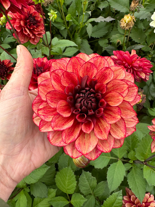 Dahlia Love Lady LB-114