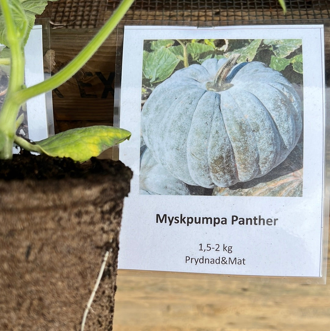 Pumpa Lektor