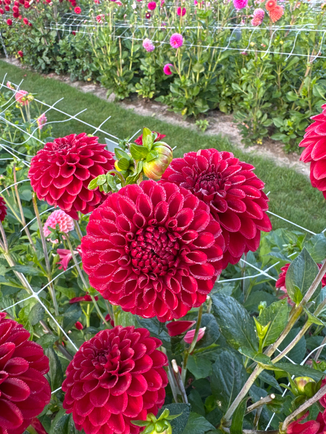 Dahlia Maroon Fox®