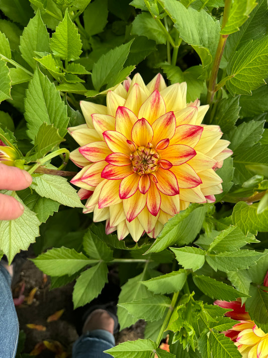 Dahlia Crazy Lady LB-104