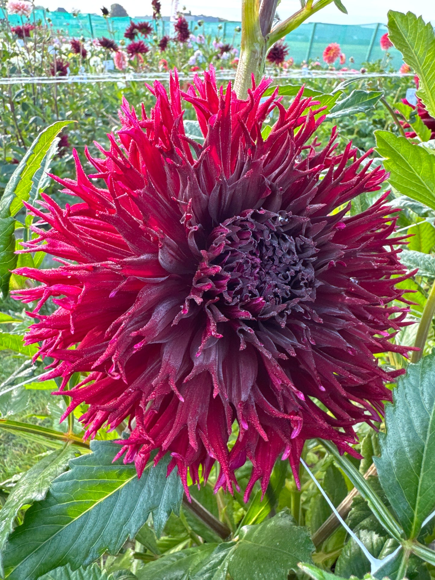 Dahlia Kenora Macop-b