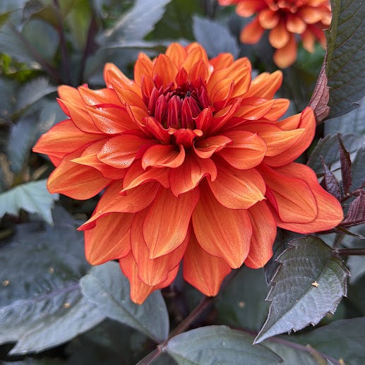 Dahlia Halloween Party  LB-107
