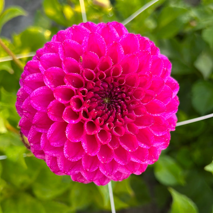 Dahlia Cryfield Harmony