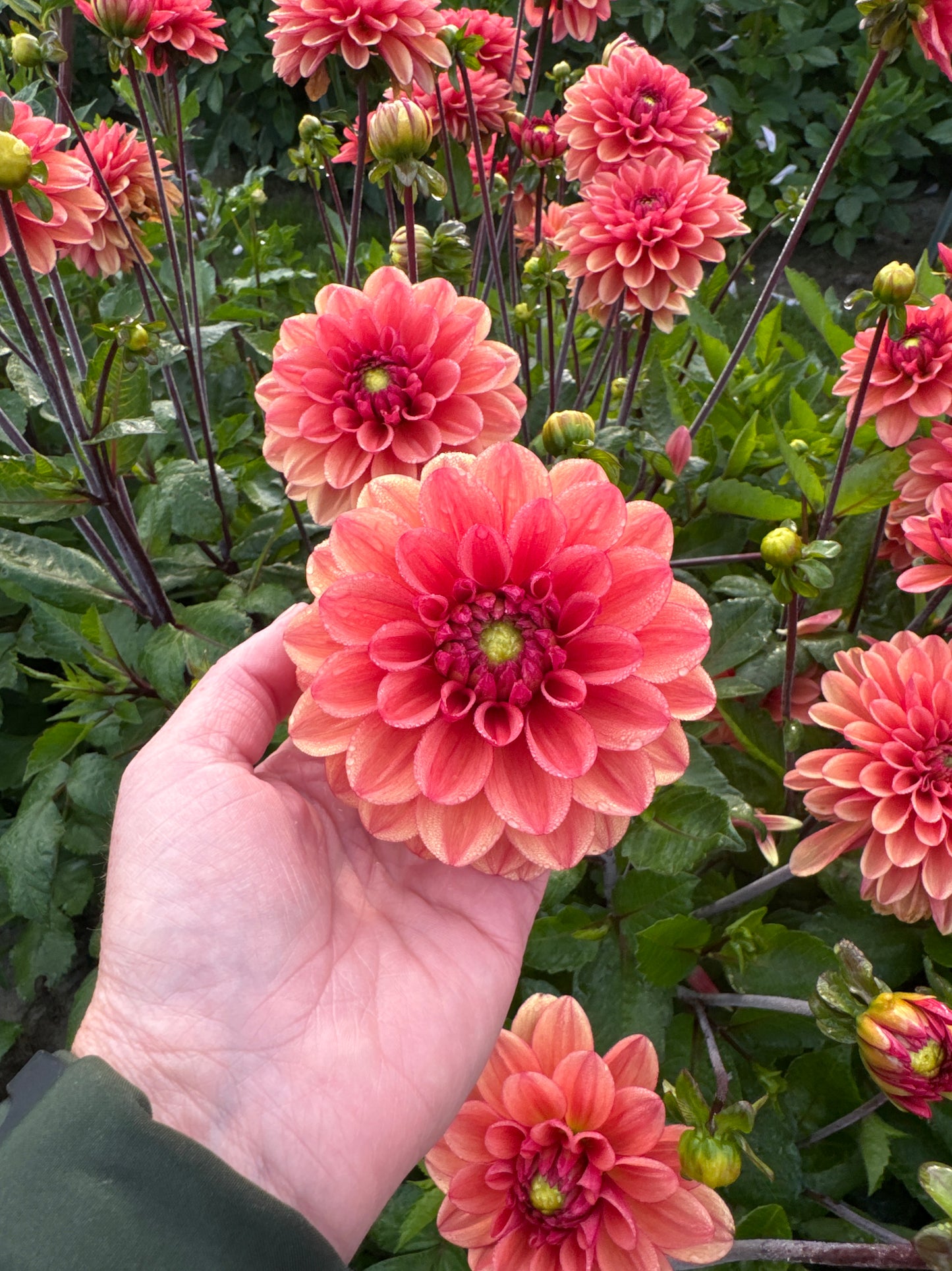 Dahlia Orange Girl