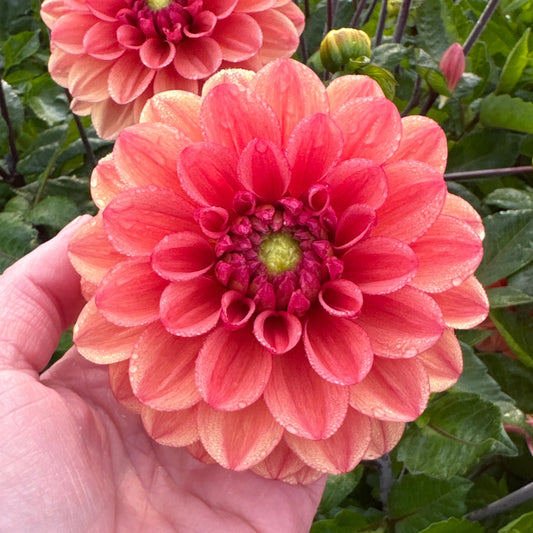 Dahlia Orange Girl