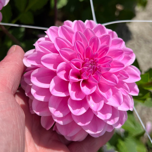 Dahlia Pink Pop
