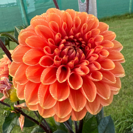 Dahlia Portofino Nyhet!