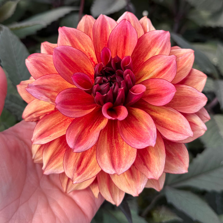 Dahlia Invitation