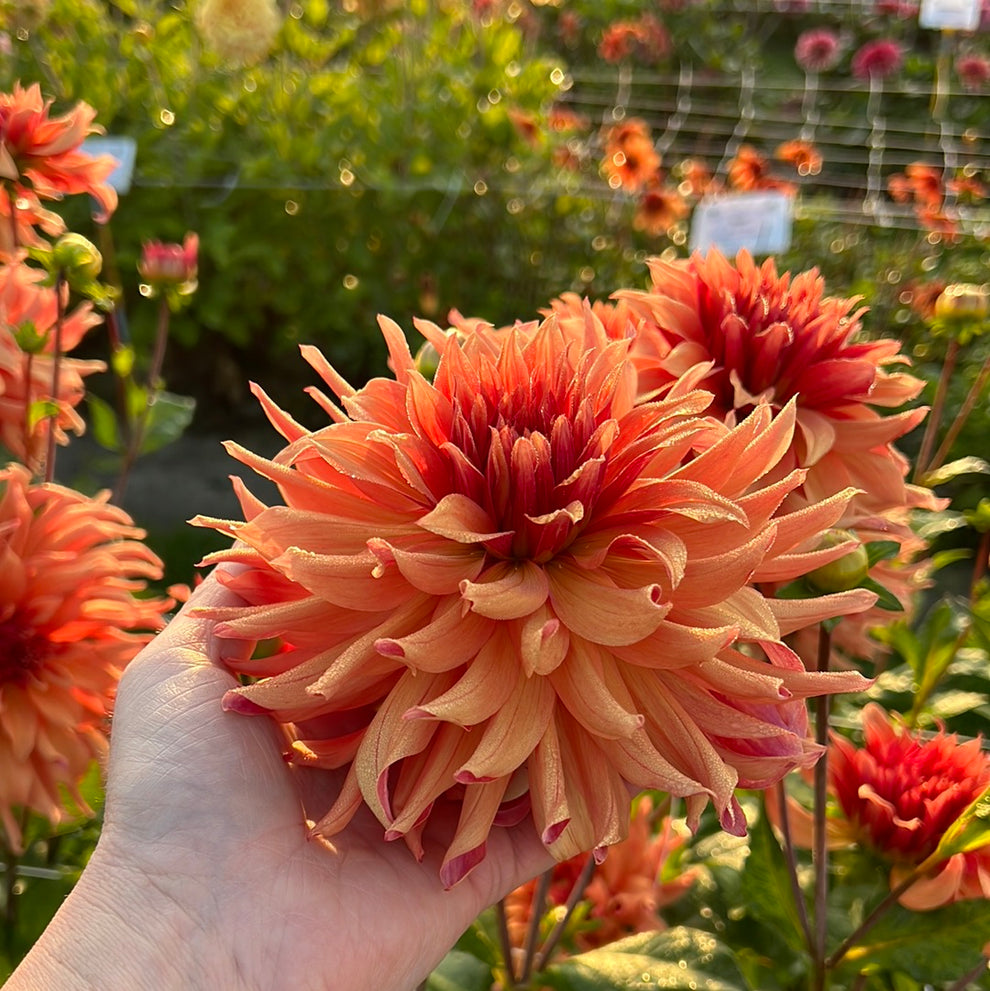 Dahlia Erpeler Ley – Dahlias By Linn