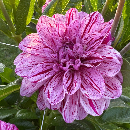 Dahlia Ida Mae Nyhet!