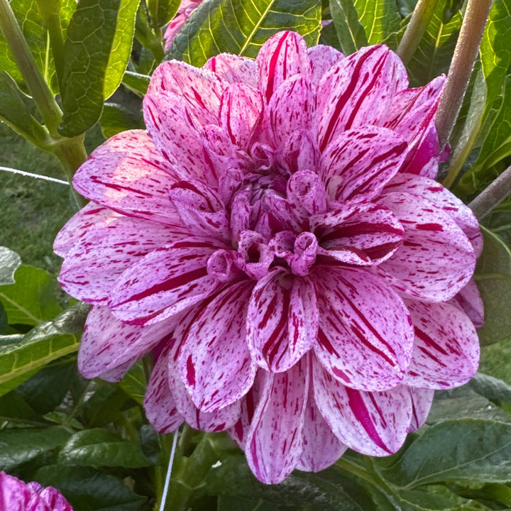 Dahlia Ida Mae