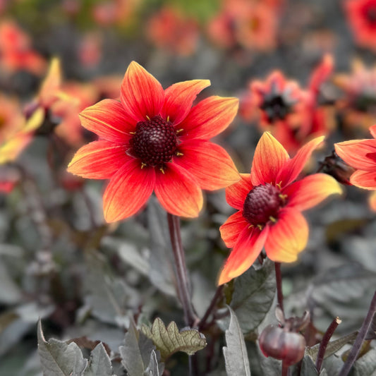 Dahlia Dragon Ball® Nyhet!