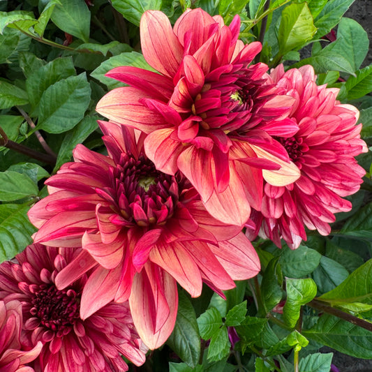 Dahlia My Spirit LB-130