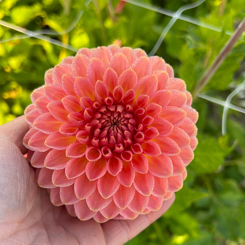 Dahlia Hillcrest Suffusion Nyhet! – Dahlias By Linn