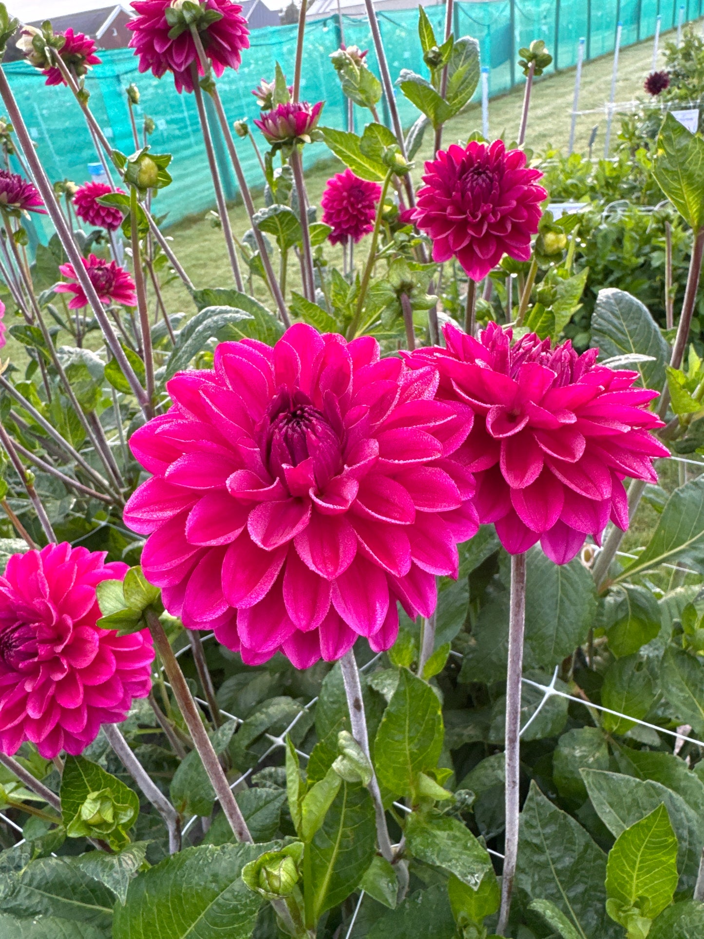 Dahlia Candy Time