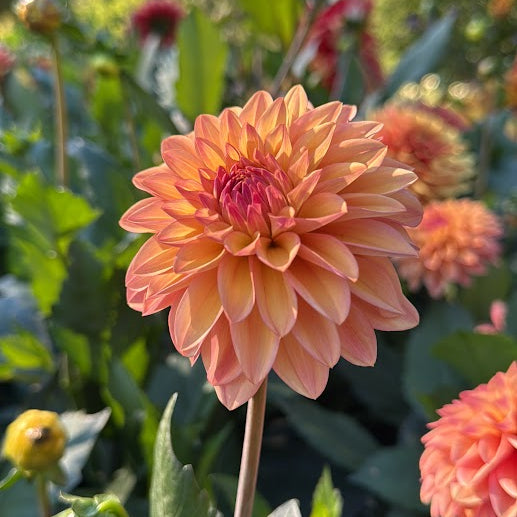 Dahlia Peachy Pearl