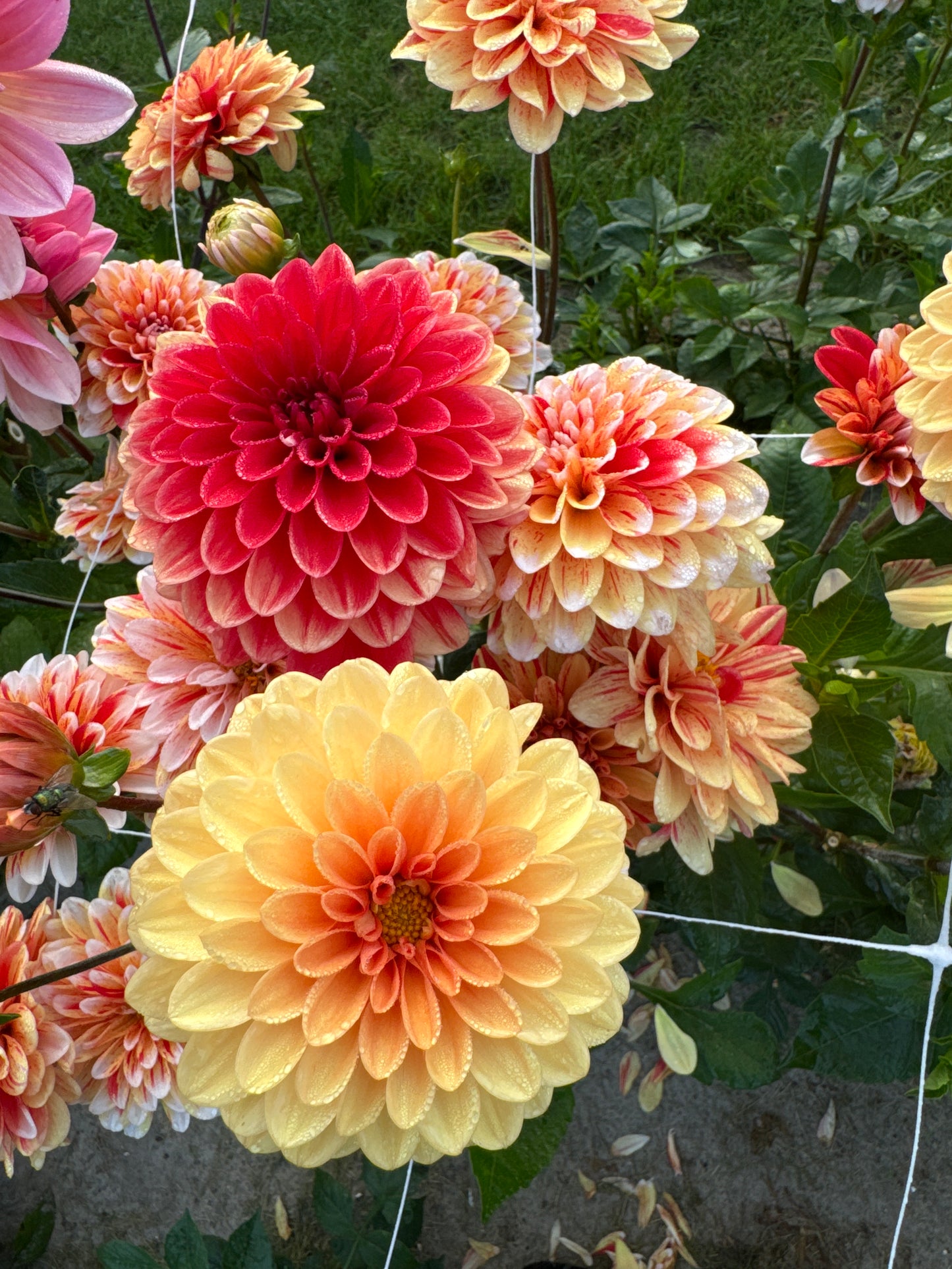 Dahlia Striped Nagano