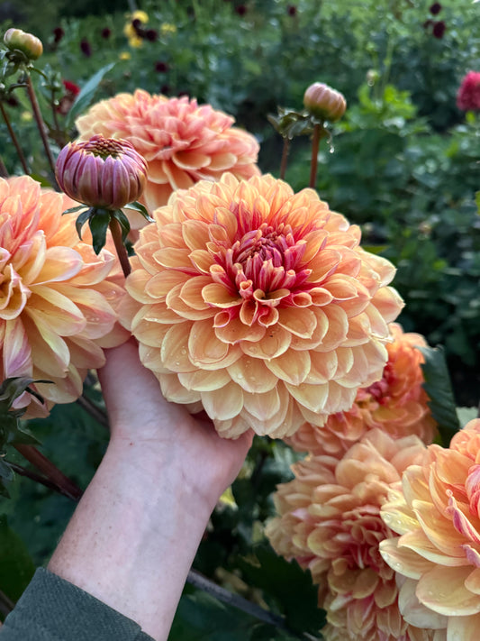Dahlia Breaking Dawn LB-36