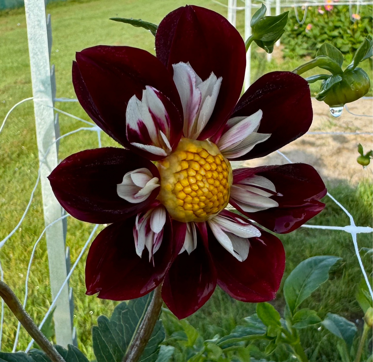 Dahlia Mary Evelyn Nyhet!