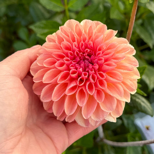 Dahlia Sebastian