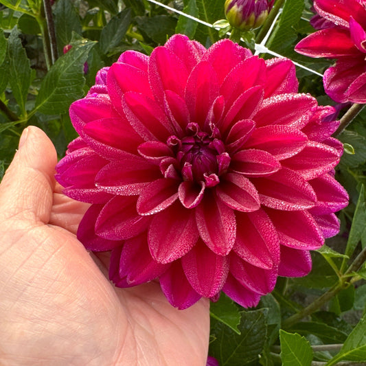 Dahlia Mister Blue Nyhet!