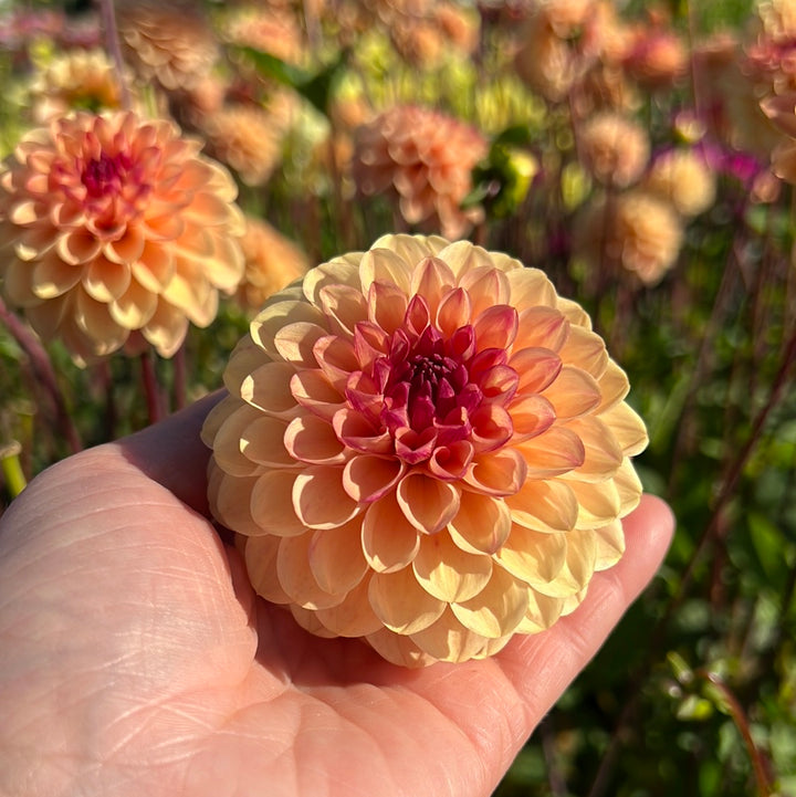 Dahlia Yellow Jill
